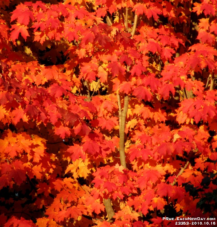 23353CrLe - Autumn Saturday in the back yard